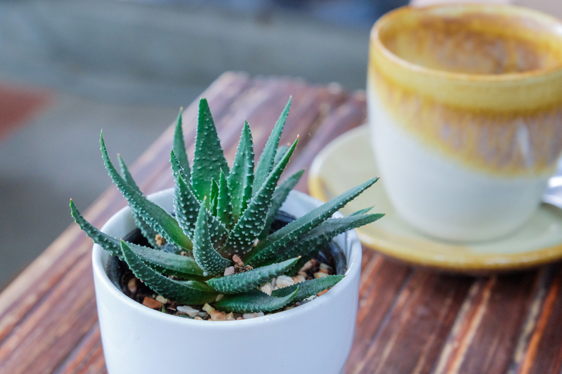 10 Evergreen Trees Bringing Privacy and Style to Small Gardens