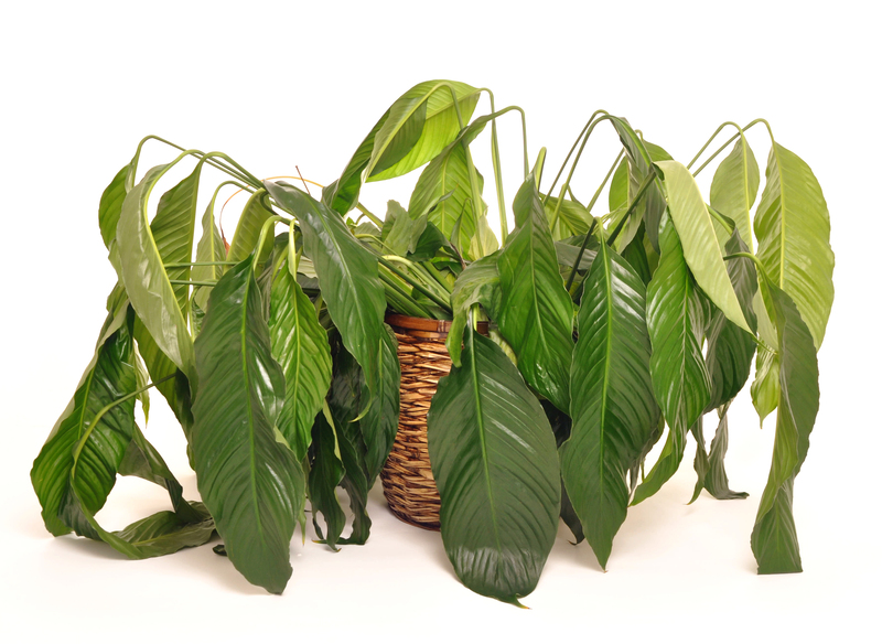 10 Evergreen Trees Bringing Privacy and Style to Small Gardens