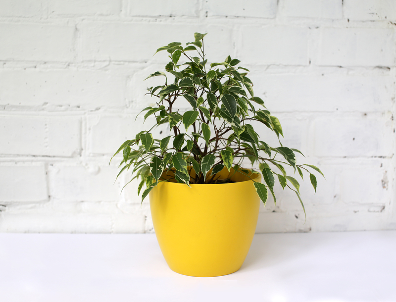 garden landscaping garden design